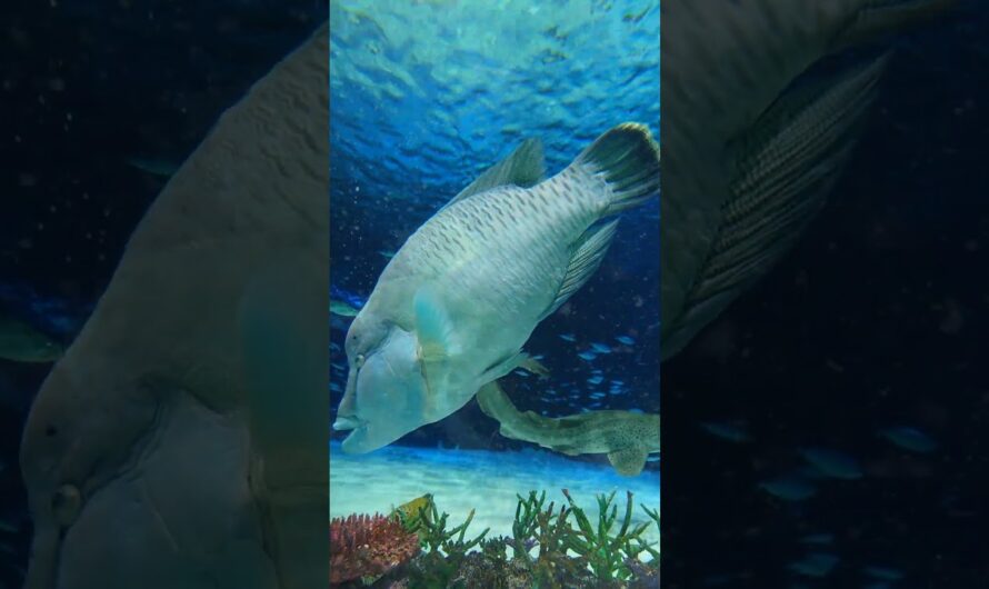 SONY Xperia pro-i ✕ ケンコーEXAPRO EXP-LH-01 ✕ サンシャイン水族館
